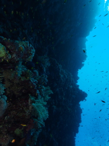 Deep reef wall